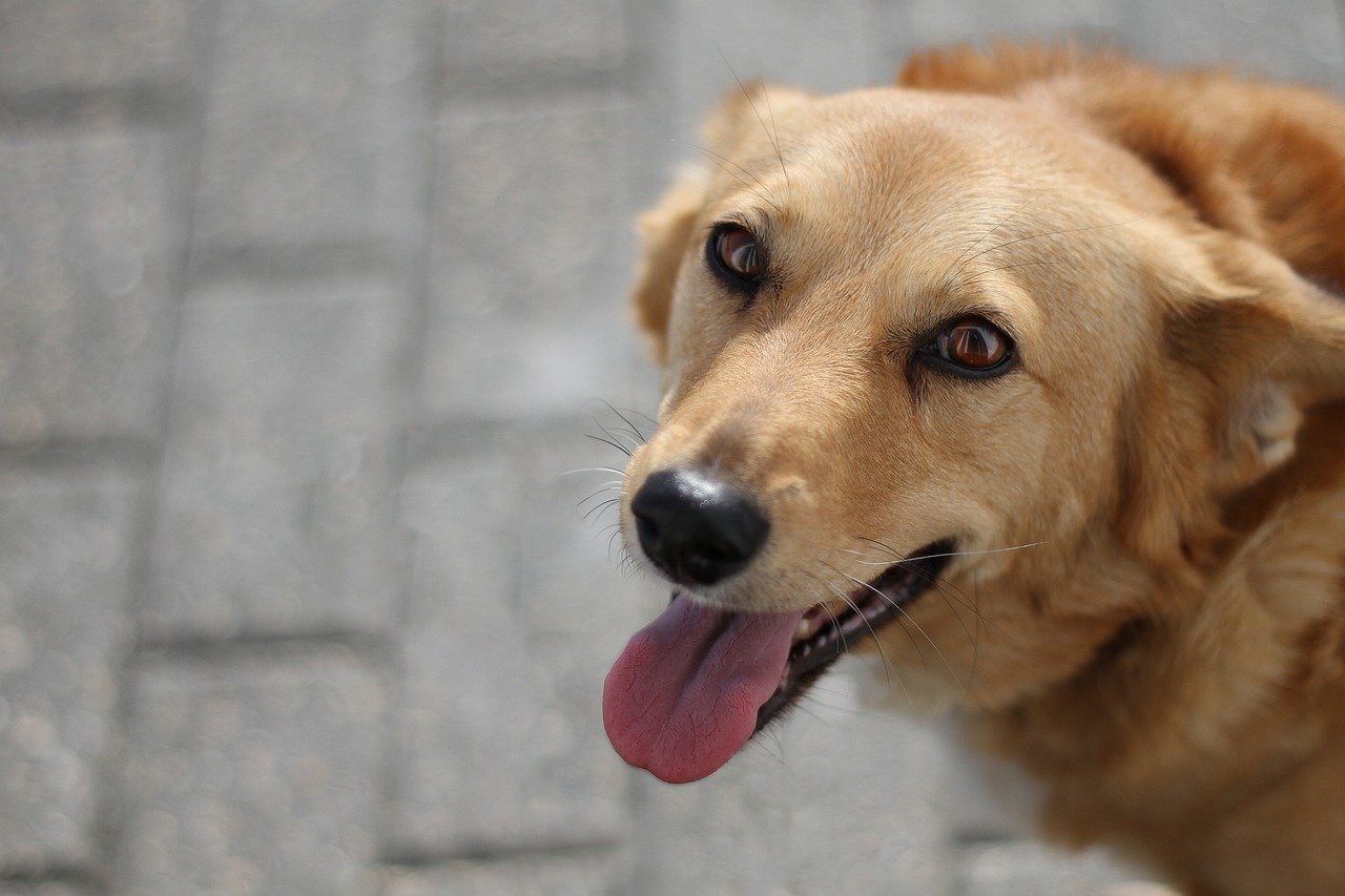 End-of-Life Care - Making the Right Decisions for Your Pet